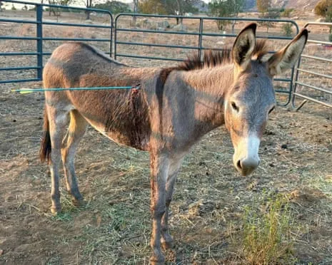 Donkey Healing After Latest Arrow Attack on Free-Roaming Asses in the Golden State