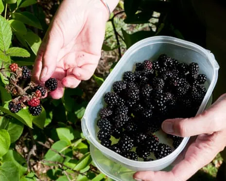 In Search Of: Delicious Bakes to Put to Good Use a Abundance of Homemade Jam