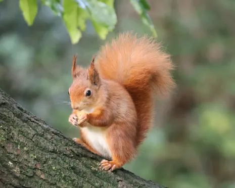 Red Squirrels Thriving on Isle of Wight with Possibility to Nearly Double, Research Reveals