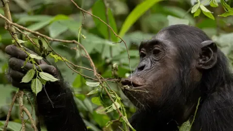 Apes Drinking a Daily Dose of One Lager Each Day from Fermented Fruits, Investigation Reveals