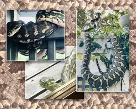 Embracing the Snakes in the Roof: A Transformation from Anxiety to Admiration