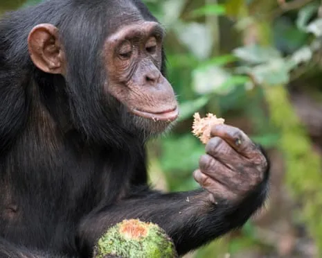 Wild Chimps Consume Everyday Alcohol Comparable to a Lager from Ripe Figs