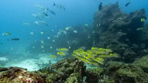 Landmark Oceans Treaty Reaches Vital Milestone to Enter into Force