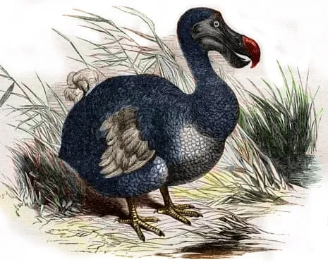 Researchers State They’ve Made a ‘Pivotal Step’ in Resurrecting the Extinct Bird for the Very First Occasion in Multiple Generations